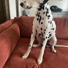 Dalmatian All Grown Up from Rosais Acres LLC