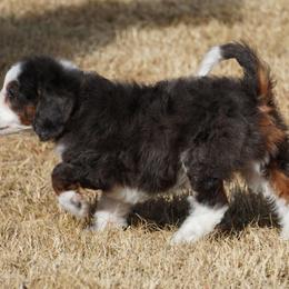Boy 1 - Blue merle male Aussiedoodle puppy in Lawton, Oklahoma from Lindsey’s Aussies