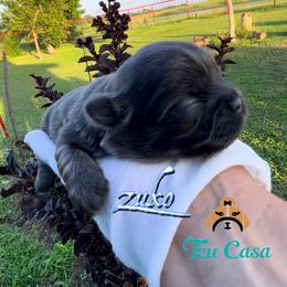 Zuko - Blue male Shih Tzu puppy in Mercedes, Texas from Tzu Casa