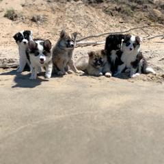 Icelandic Sheepdog Puppies from Kessel Run Icelandic Sheepdogs