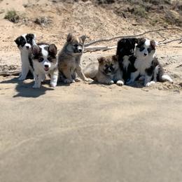Icelandic Sheepdog Puppies from Kessel Run Icelandic Sheepdogs