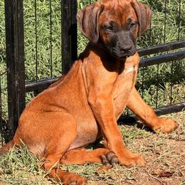 Ayana - Rd whtn blk nose female Rhodesian Ridgeback puppy in Greenville, Ohio from Masai's Pride Rhodesian Ridgbacks