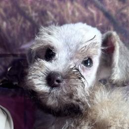 Miniature Schnauzers from Puppy Tails