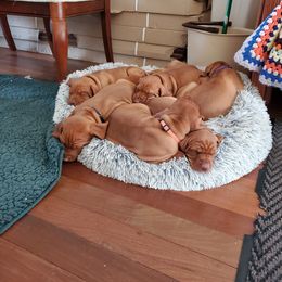Vizsla Puppies from Gentleman Jack's Flying Vizslas