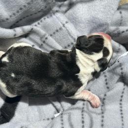 Beagle puppies from Alton Beagles