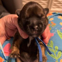 Blue collar- Roman - Brindle and white male Shorkie puppy in Mays Landing, New Jersey from Fancy Paws Shorkies & Shih Tzus