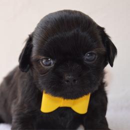Dragon - Black male Shih Tzu puppy in San Tan Valley, Arizona from My Puppy Tzu