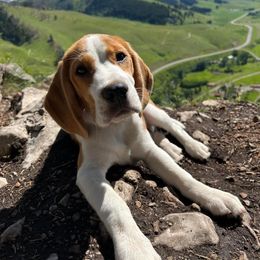 Beagle Puppies from Sunkissed Beagles
