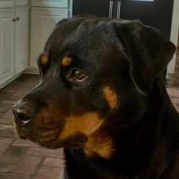 Halle - Rottweiler