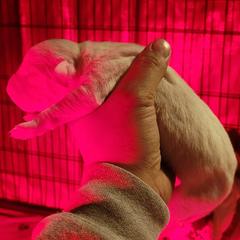 Boy2 - White male Dogo Argentino puppy in Morgan Hill, Pennsylvania from De la Fuerza De Dios