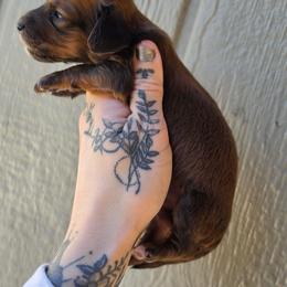 Shaded Red Boy - Red male Dachshund puppy in Woodland, Washington from SJs Dachshunds