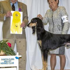 Salukis from Pamela Fredieu's Salukis