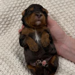Strawberry - Merle female Bernedoodle puppy in Modesto, California from Central Valley Canine Companions
