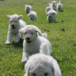 Poodles from South Mountain Standard Poodles