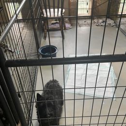 Buster - Scottish Terrier