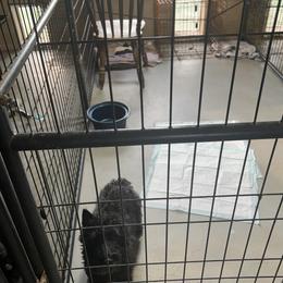 Buster - Scottish Terrier