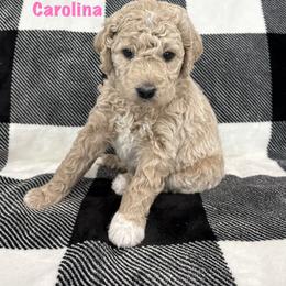 Carolina - Apricot female Goldendoodle puppy in Annville, Pennsylvania from Bellegrove Goldendoodles