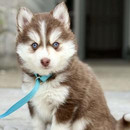 Crimson - Red and white male Pomsky puppy in Antioch, California from Golden State Pomskies