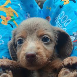 Ash - Fawn (Isabella) male Dachshund puppy in Birmingham, Alabama from Mini Doxies Love