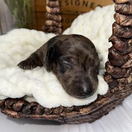Ranger - Dapple male Dachshund puppy in Atwater, California from Jes & 3 weens