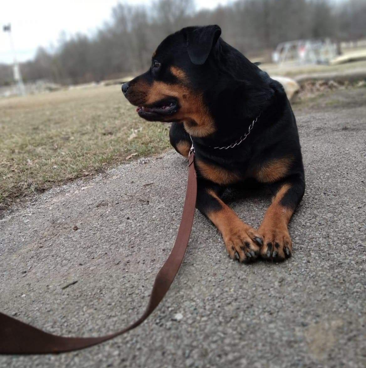 Roman's Empire Rottweilers in Ohio | Rottweiler puppies | Good Dog