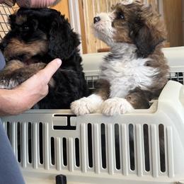 Bernedoodle, Cockapoo, and Goldendoodle Puppies from Avery Doodle Day LLC