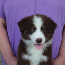 Zeke - Red tri-color male Australian Shepherd puppy in Hammond, Louisiana from Gold Ring Australian Shepherds