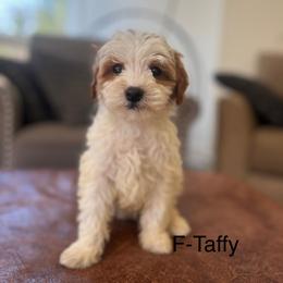 Taffy - Parti female Goldendoodle puppy in Strasburg, Pennsylvania from Still Water Puppies