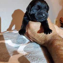 Newfoundland Puppies from Bookcliff Newfies