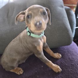 PBLM1-Terquoise - Blue and tan male Miniature Pinscher puppy in Middle Point, Ohio from Knisely's Min Pins-AKC
