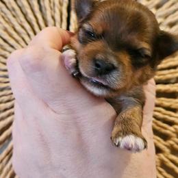 Marlow - Sable male Yorkshire Terrier puppy in Moses Lake, Washington from Harmony Hills Yorkies