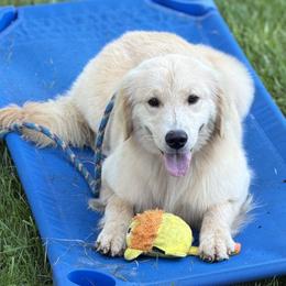 Golden Retriever puppies from Dream Dogs