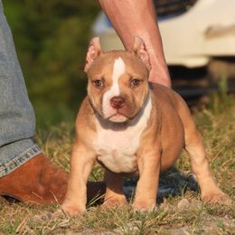 Nasiens - Red sable male American Bully puppy in Orlinda, Tennessee from SimplyBullies