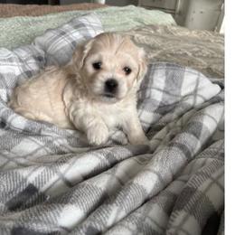 Peeps - White male Coton de Tulear puppy in Freeport, Texas from H❤️PE COTONS