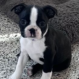 Boston Terrier Puppies from Gold Buckle Kennel