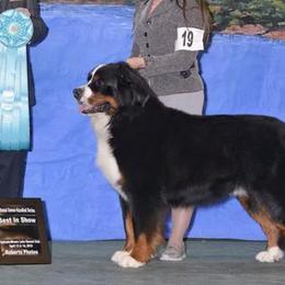 Bernese Mountain Dogs from Indianland Mountain Dogs