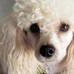 Cavapoos, Cockapoos, Maltese, and Poodles from Clearview Canines