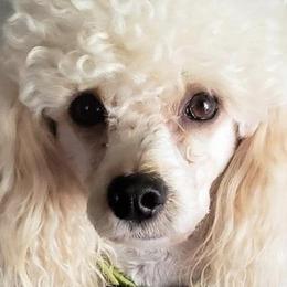 Cavapoos, Cockapoos, Maltese, and Poodles from Clearview Canines
