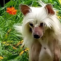 Thunder - Chinese Crested