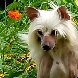 Thunder - Chinese Crested