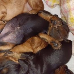 Cavalier King Charles Spaniel Puppies from 7 Bridges Cavaliers