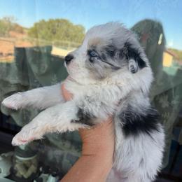 Justice - Blue merle male Miniature Australian Shepherd puppy in Taylor, Arizona from Holy Ghost Ranch, Inc