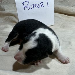 Girl 1 - Black and white female Border Collie puppy in Meridian, Mississippi from Border Hollow Border Collies