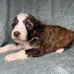 Girl 1 - Sable female Aussiedoodle puppy in Alabama from SBA Aussies