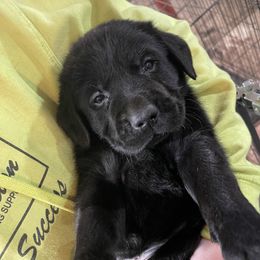 Labrador Retriever Puppies from Tag Hollow