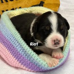 Riot - Black tri-color male Australian Shepherd puppy in Magee, Mississippi from Paint ByNumbers Ranch