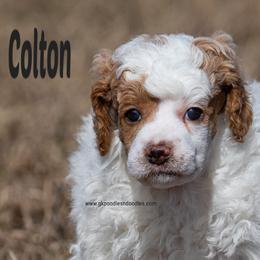 Colton - Apricot male Poodle puppy in Saint Cloud, Minnesota from Grace Kennel