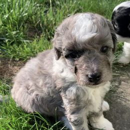 Aussiedoodles and Miniature Australian Shepherds from Maple Ridge Mini Aussies