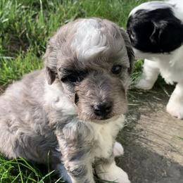 Aussiedoodles and Miniature Australian Shepherds from Maple Ridge Mini Aussies