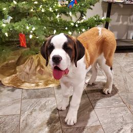Saint Bernard Puppies from Heart Mountain Saint Bernards
